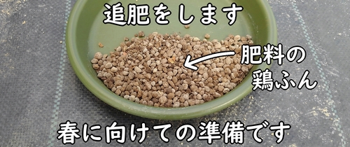 追肥に使う鶏糞