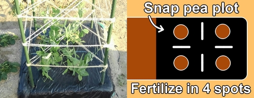Fertilization spots for snap peas