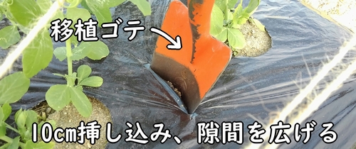 移植ゴテを追肥箇所に挿し込む