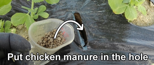 Put chicken manure in the hole