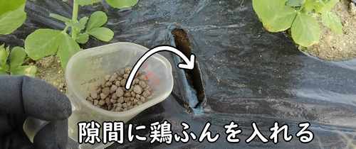 隙間に鶏糞を入れる