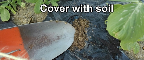 Cover with soil