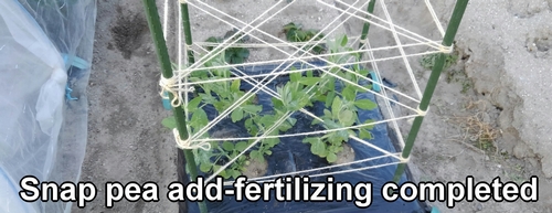 Additional-fertilizing for sugar snap peas is completed