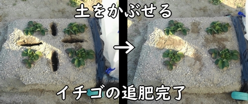 土をかぶせて、イチゴの追肥完了