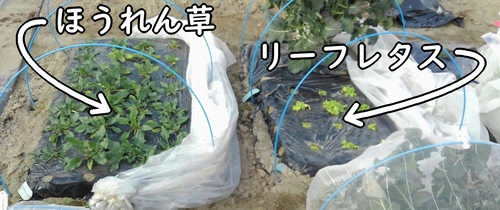 ほうれん草とリーフレタス