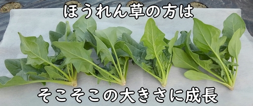 収穫したほうれん草