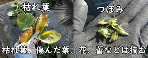 イチゴの枯れ葉や蕾があったら摘む