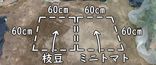 枝豆とミニトマトの栽培区画