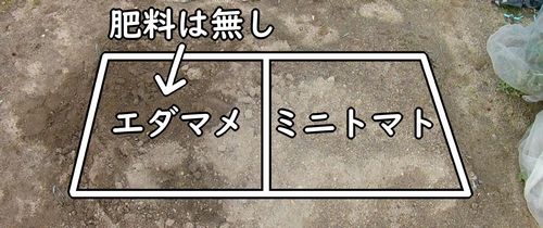 枝豆には肥料は不要