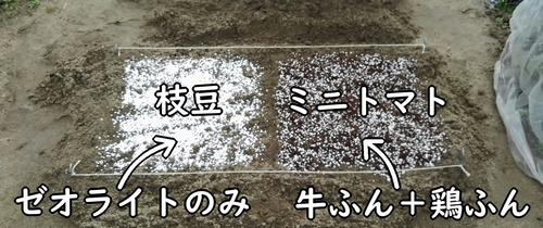 枝豆とミニトマトの区画に肥料をまいたところ