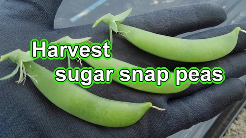 Harvest sugar snap peas