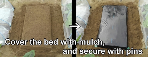 Create sugar snap pea bed and mulch