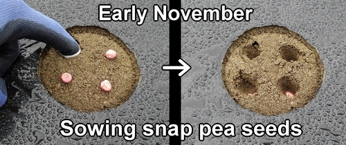 The time to plant snap pea seeds was early November