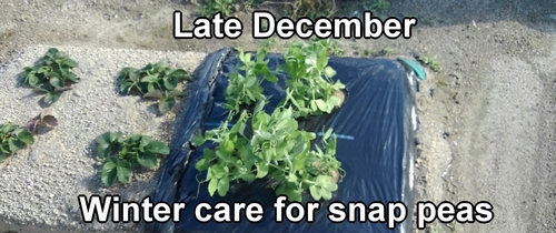 Winter care for sugar snap peas