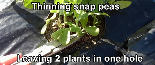Thinning snap peas