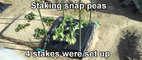 Staking sugar snap peas