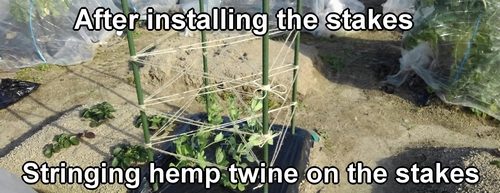 Stringing hemp twine on the stakes