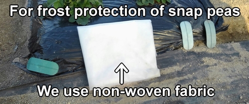 For frost protection of snap peas, we use non-woven fabric