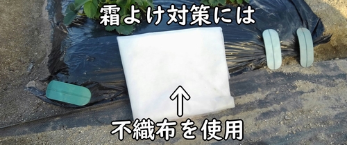 スナップエンドウの霜よけは不織布で