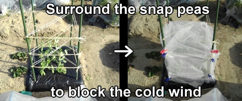 Surround the snap peas to block the cold wind