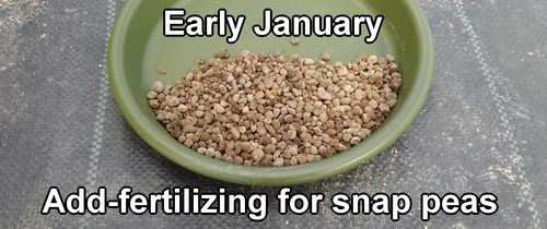 The fertilizing period for snap peas is early January