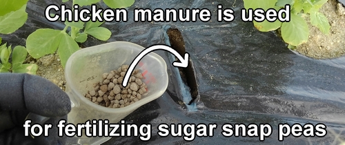 Chicken manure is used for fertilizing sugar snap peas