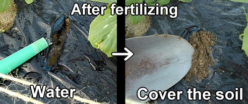 After fertilizing, water and cover the soil