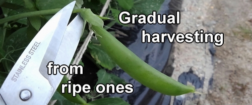 The harvest season for snap peas is around April to May