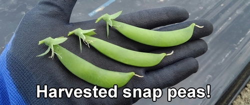 Harvested snap peas