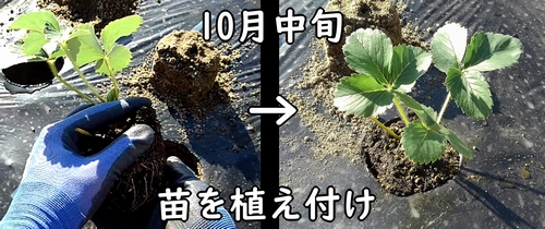 イチゴの苗の植え付け