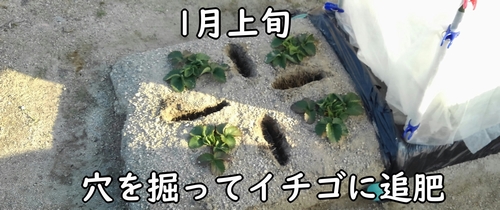 イチゴの追肥