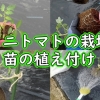 ミニトマトの栽培（苗の植え付け）