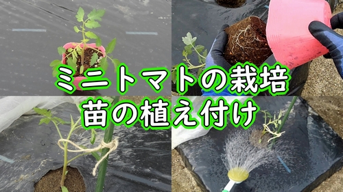 ミニトマト（プチトマト）の植え付け