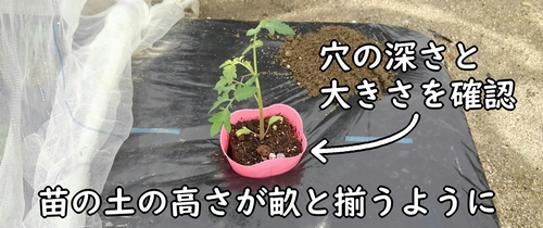 ミニトマト（プチトマト）のポットを穴に入れて、深さを確認