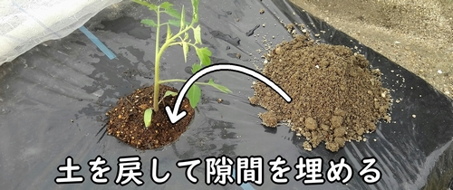 土を戻して隙間を埋める