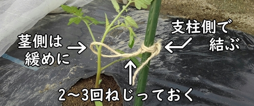 麻紐を結んで、ミニトマト（プチトマト）の株を支える