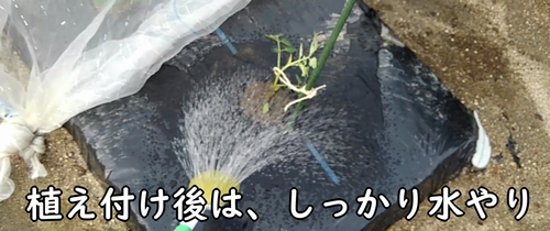 ミニトマト（プチトマト）の植え付け後は、水やりをする