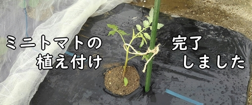 苗の植え付け完了です