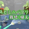 長ナスとミニパプリカの栽培（植え付け）