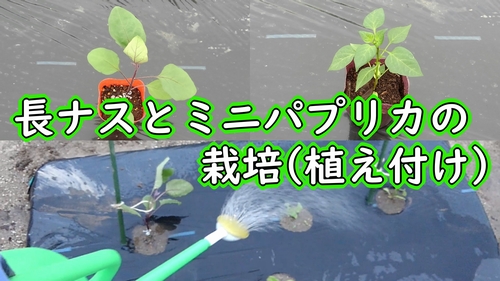 長ナスとミニパプリカの植え付け