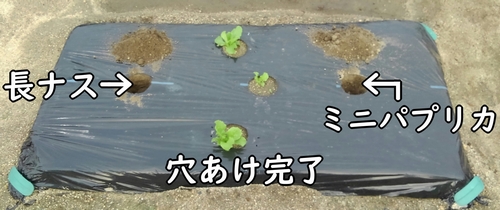 植え付け用の穴あけ完了