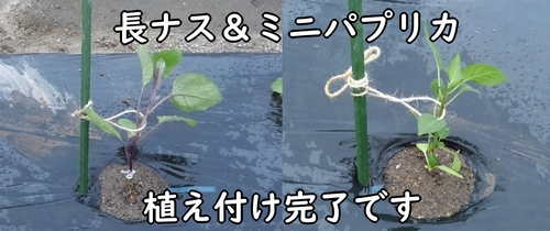 植え付け作業完了