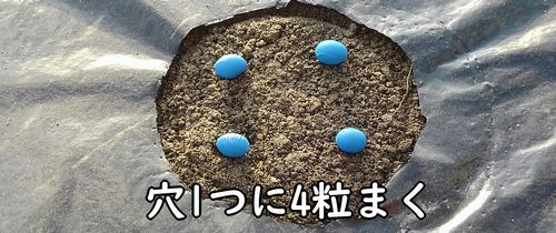 枝豆の種まきをする