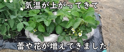 4月になって、受粉可能な花が増えてきました