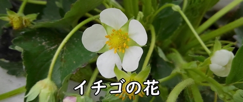 イチゴの花