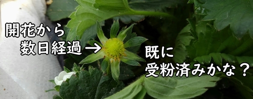 受粉済み？のイチゴの花