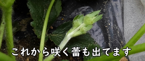 イチゴの蕾