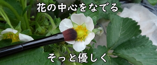 イチゴの花をなでて受粉させる