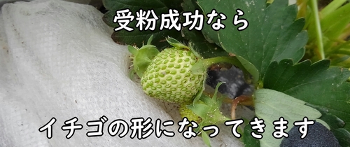 受粉して膨らんできたイチゴ