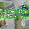 枝豆（湯あがり娘）の栽培：間引き・土寄せ・ネット設置
